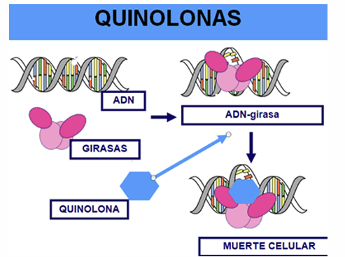 <p>Es un inhibidor de la topoisomerasa II usado como antimicrobiano. Forma un complejo con el DNA y la DNA girasa (topoisomerasa II) o la Topoisomerasa IV bloqueando su acción</p>