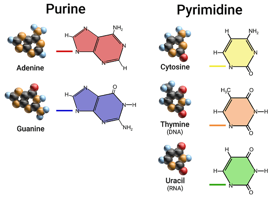 <p>2 Kinds of Nitrogenous Bases</p>