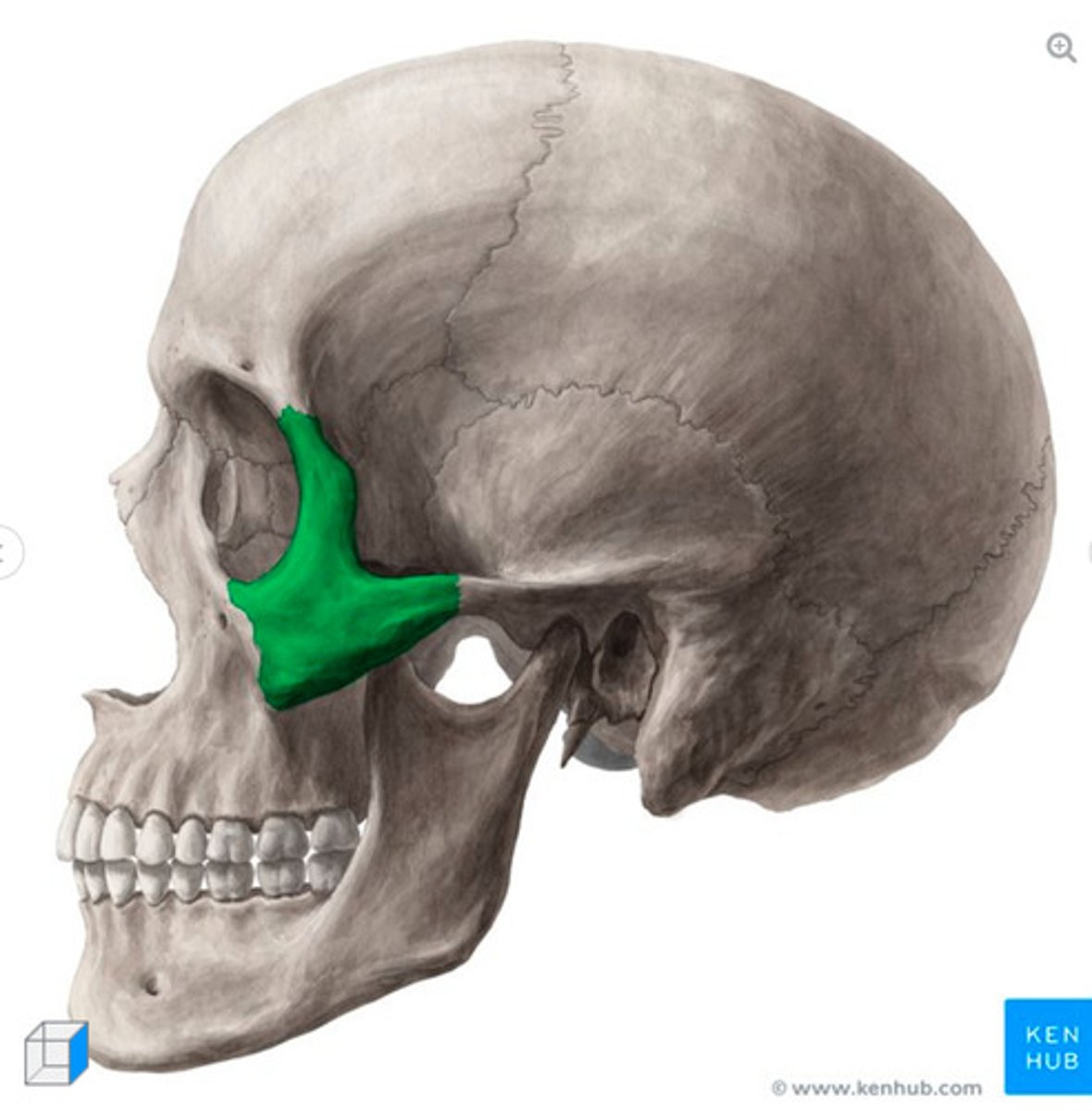 <p>What bone is this?</p>
