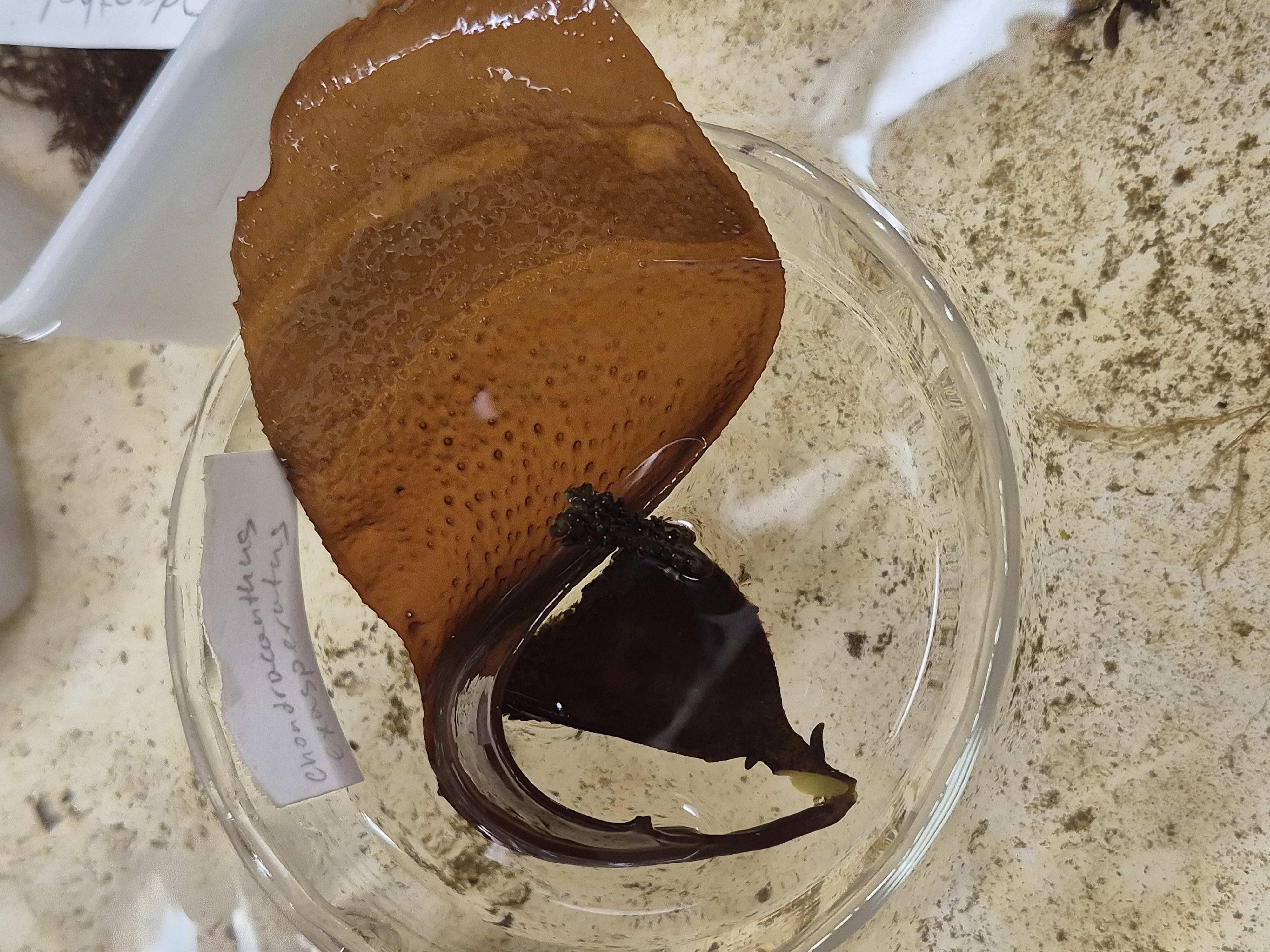 <p>Chondracanthus </p>