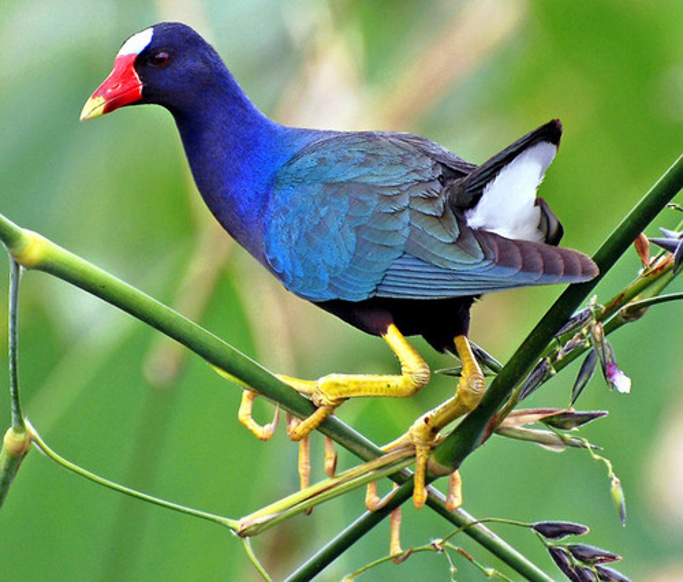 <p>Gruiformes</p><p>Rallidae</p>