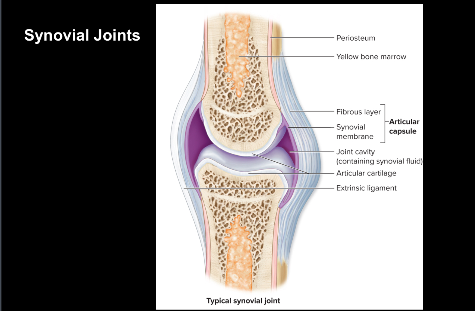 <p>Physically separate from articular capsule</p>