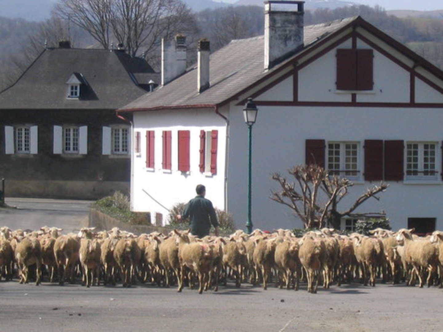 <p>seasonal migration of livestock between mountains and lowland pasture areas</p>