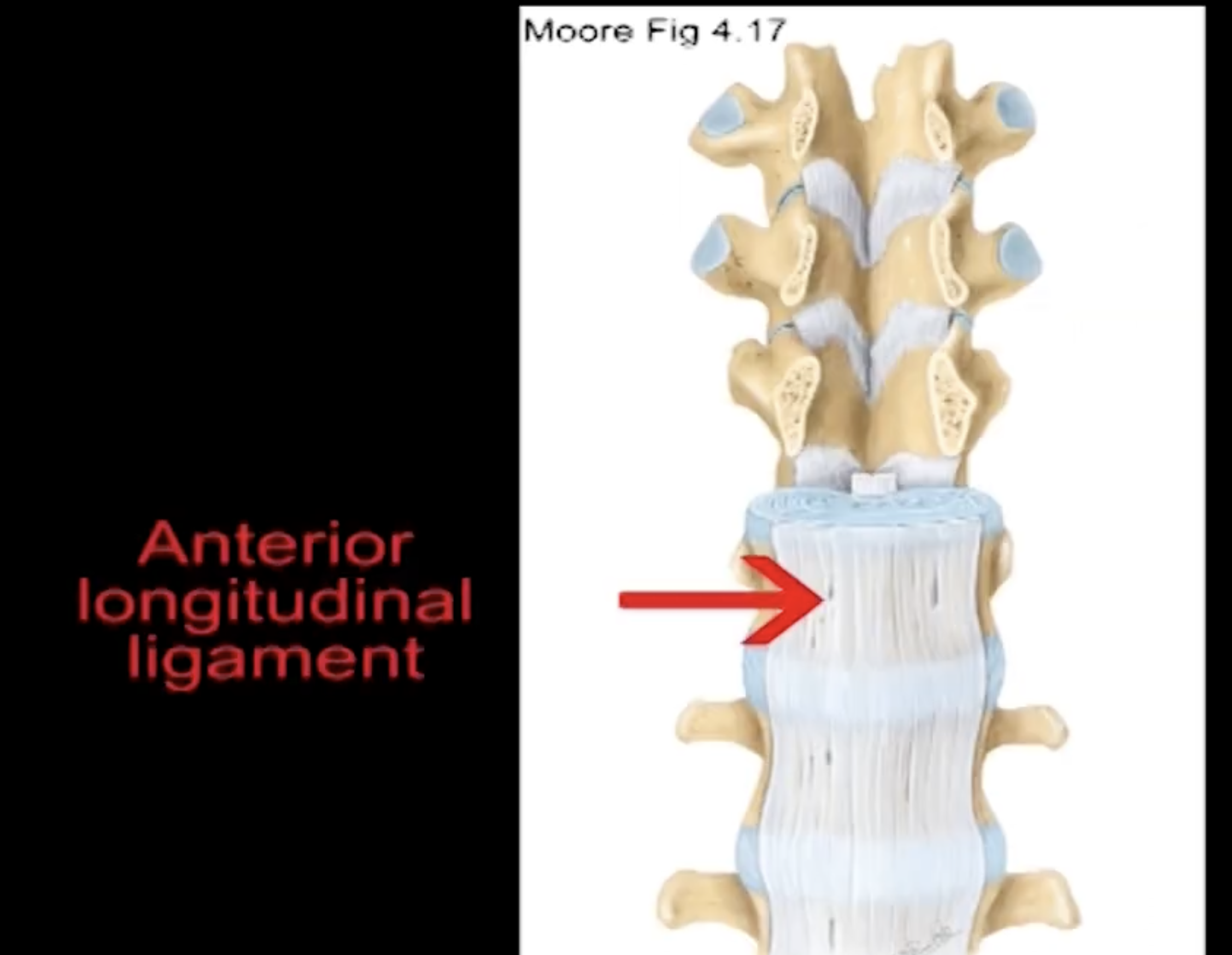 <p>It lies anterior to the vertebral bodies and in a longitudinal orientation. It extends longitudinal all the way from the pelvic surface of the sacrum up to the occipital bone anterior to the foramen magnum. Along the way it is attaching to every vertebral body and intervertebral disc that it passes. It is broad and cover the entire aspect of the vertebral bodies. It helps to support the intervertebral discs in the anterolateral aspects</p><p>Position: anterior</p><p>Function: limits extension</p>