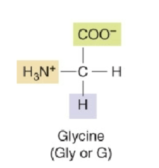 <p>Two charged groups, but the molecule has an overall charge of zero</p><p>o How most amino acids exist at physiological pH</p><p>o Favored due to electrostatic interactions between the amine and CO2 groups</p>