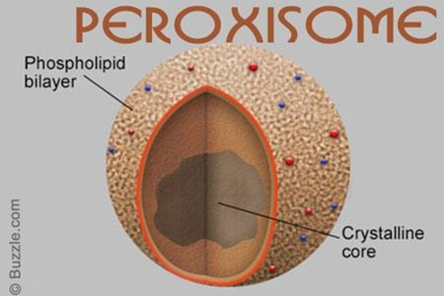 <p>Organelles digesting toxins and synthesizing phospholipids.</p>