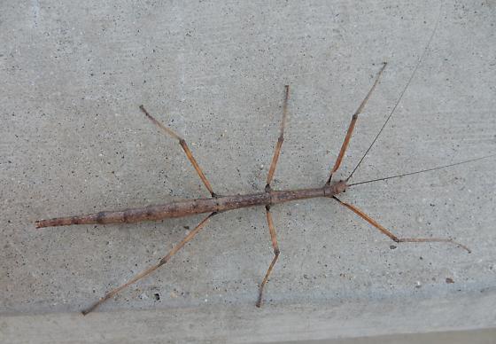 <p>Family: Diapheromeridae – Common trait?</p>