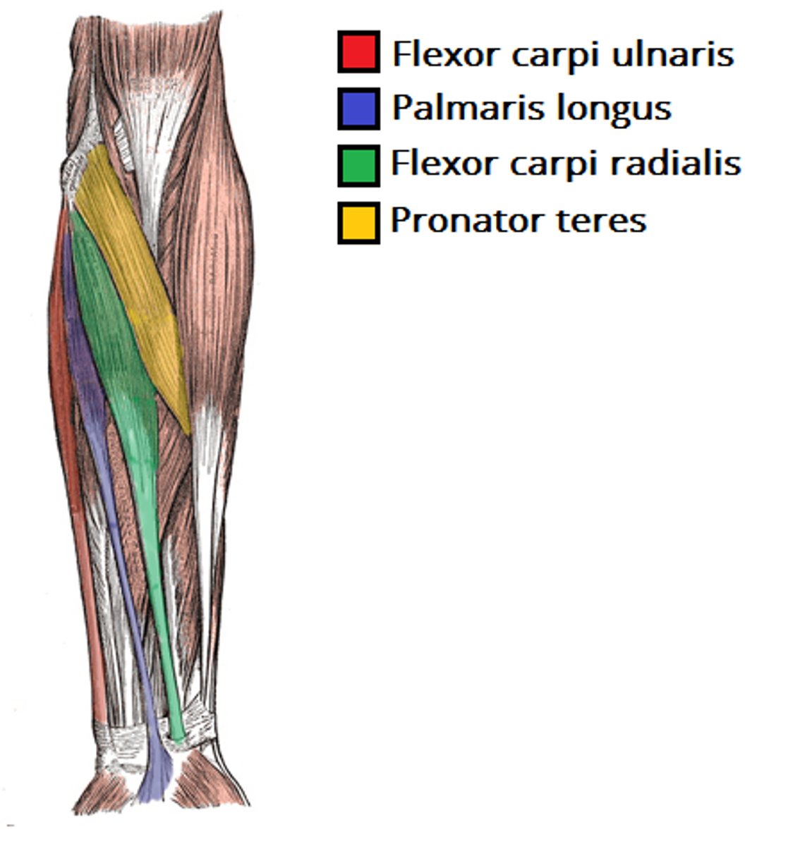 <p>Superficial (1st) layer: all muscles cross the elbow joint</p><p>-Pronator teres</p><p>-Flexor carpi radialis (FCR)</p><p>-Palmaris longus</p><p>-Flexor carpi ulnaris (FCU)</p>