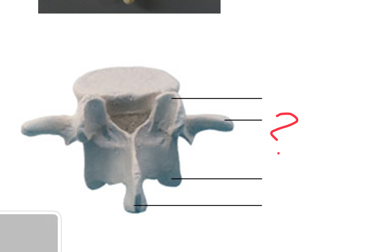 <p>Transverse process</p>