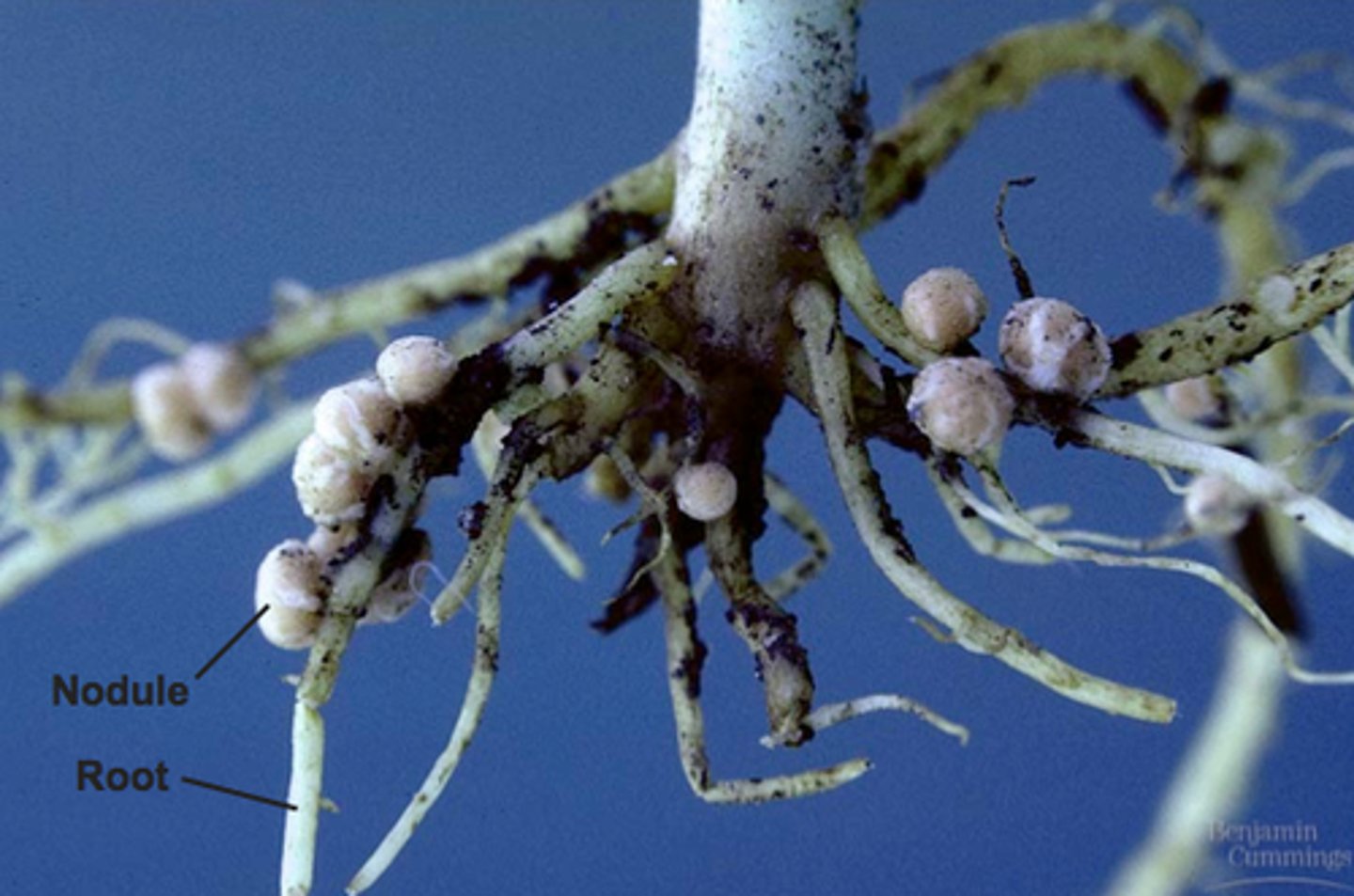 <p>nitrogen fixing bacteria live in the roots of plants which give nitrogen to the plant!</p>