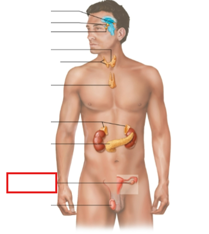 <p>What structure is highlighted?</p>