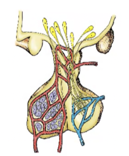 hypothalamus to anterior pituitary 
hypothalamic hypophyseal portal system 

hypothalamus to the posterior pituitary 
hypothalamic hypophyseal tract