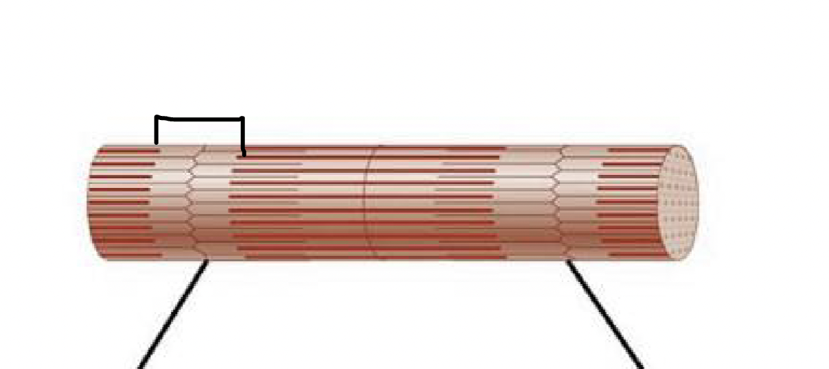 <p>what muscle feature is this?!</p>