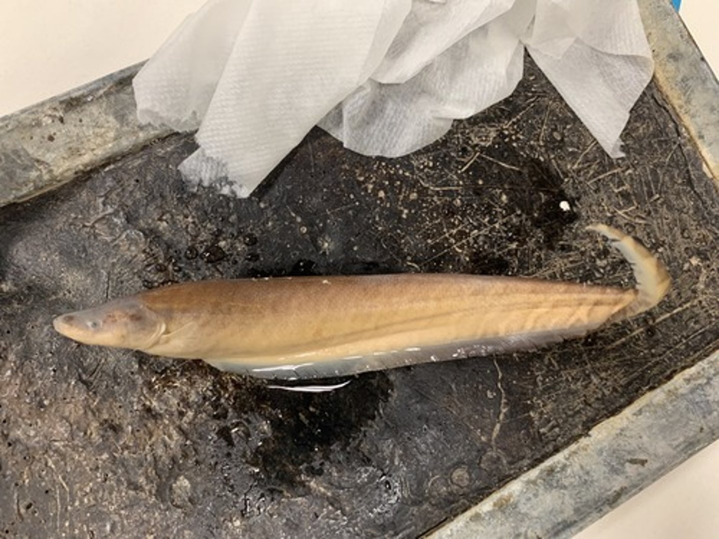 <p>naked backed knifefishes</p>