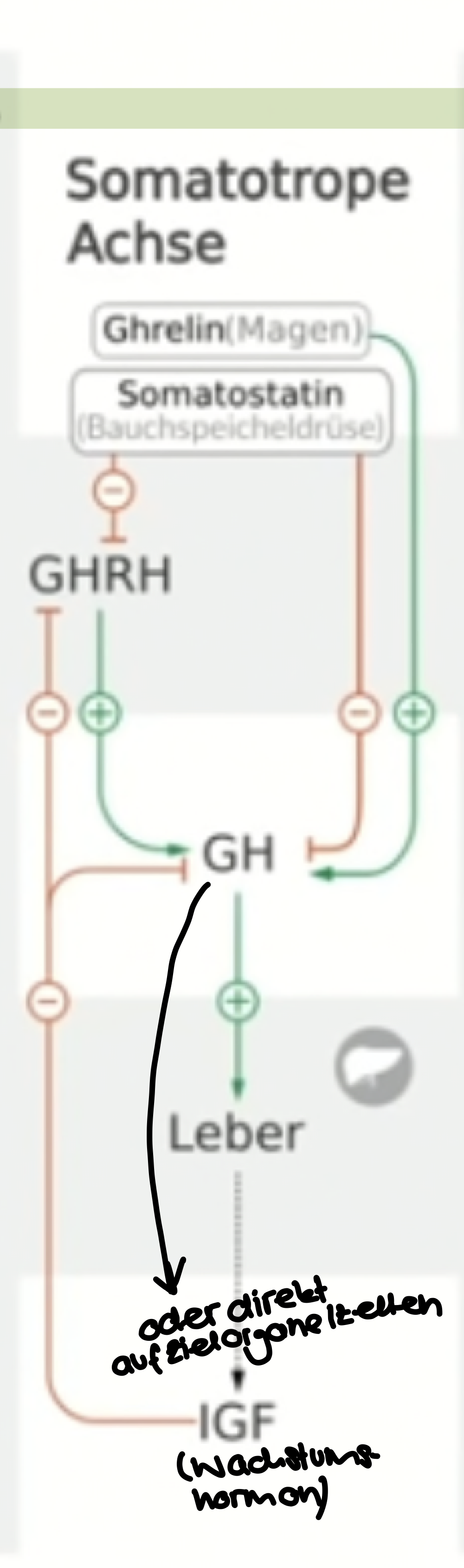 * Beeinflusst die Leber
* wichtige Rolle für den anabolen Stoffwechsel und folglich für das Zellwachstum
* in Leber produziertes IGF (Wachstumshormon) vermittelt Zellwachstum
* GHRH (Growth Hormon Releasing Hormon) aus Hypothalamus stimuliert GH (GrowthHormon) in Hypophyse -> stimuliert IGF ausschüttung in Leber
* negatives Feedback
* Somatostatin hemmt GHRH Ausschüttung
* Ghrelin (aus Magen) fördert GHRH Ausschüttung