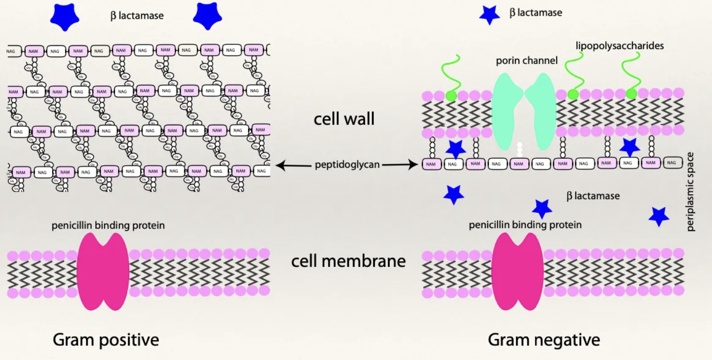 <p><strong>G+:</strong> Thick peptidoglycan wall and NO LPS layer</p><ul><li><p>Alternating chains of N-acetylmuramic acid and N-acetylglucosamine which are joined together by peptide chains</p></li><li><p>No protein channels</p></li><li><p>Highly porous and easy for penicillin to pass through</p></li></ul><p></p><p><strong>G-:</strong> Thin peptidoglycan wall</p><ul><li><p><strong>Lipopolysaccharide (LPS) layer</strong> - Outer layer with LPS which are highly toxic to mammalian cells when broken down and released</p><ul><li><p>Destruction of G- bacteria → Release of LPS causing endotoxaemia</p></li><li><p>NOT a porous cell wall (contains specific protein channels for nutrients and metabolic products to enter and exit the cell wall)</p><ul><li><p>Penicillin must enter through protein channels to exert effect</p></li></ul></li></ul></li><li><p>Thin peptidoglycan wall</p></li></ul><p></p><p>Periplasmic space - Separates the cell wall and the cellular membrane</p>