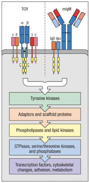 <p>TCR/BCR → Tyrosine kinases → adaptors and scaffold proteins → phospholipases and lipid kinases → GTPases, serine/threonine kinases, phosphatases → transcription factors, cytoskeletal changes, adhesion, metabolism</p>