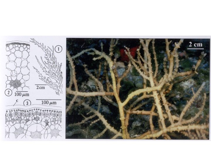 <p>The construction of this Genus of algae is:</p><p>Multiaxial</p><p>Uniaxial</p>