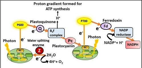 <p>The standard and usual, however not the only, process that occurs during light dependent reactions. During this process photons excites 2 electrons located on a P680 molecule. These electrons then escape and travel across molecules down into the thylakoid lumen. The now P680+ molecule then oxidizes 2 water molecules (assuming there are no available electrons left) and splits it into 4H+ 4e- and 2O stealing 4 of the electrons and using 2 to reduce itself back to P680, forming 4H+ cations which contribute to the concentration gradient of H+ cations inside the thylakoid lumen, and forming oxygen using the 2O.</p><p>As the electrons originally released travel downwards, H+ cations are attracted inside the thylakoid lumen by them and these themselves contribute to the concentration gradient. In reality the electrons lose energy and the energy lost is used to drive the movement of H+ cations into the thylakoid lumen.</p><p>Simultaneously as this occurs a P700 molecule reduces NADP+ into NADPH by carrying out the process of releasing another 2 electrons excited by photons down an electron transport chain and becoming P700+. Afterwards which it, itself, becomes reduced, by the electrons travelling down molecules initially released by the P680 molecule which arrive through an electron transport chain, thus turning P700+ back into a P700 chlorophyll molecule. This creates NADPH through NADP+ reduction and it is released  outside the cell, i.e. inside the stroma.</p><p>Lastly due to the H+ concentration gradient formed, the ATP synthase carries H+ cations outside into the stroma as well however in order to do so it must bind ADP with another phosphate group, thereby creating ATP and generating energy while also carrying H+ cations across the concentration gradient. Note that the ATP-synthase is not a carrier or channel protein but rather a protein complex.</p>