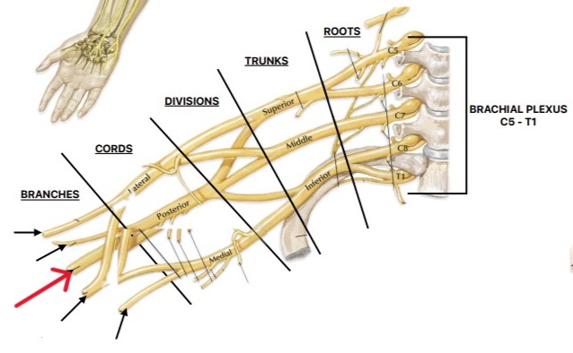 <p>Which nerve of the brachial plexus is:</p><ul><li><p>Posterior cord along with axillary nerve</p></li></ul><p></p>