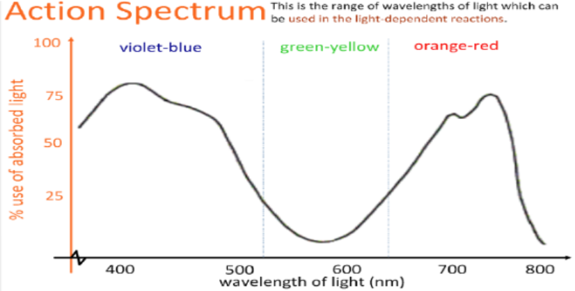 <ul><li><p>the rate of photosynthesis at particular wavelengths of visible light</p></li><li><p>Produce action spectrum by measuring oxygen production → high oxygen = high rate of photosynthesis</p><ul><li><p>Light energy drives photosynthesis, the wavelength of the light absorbed by chloroplasts partly determines photosynthetic rate</p></li></ul></li></ul><p></p>