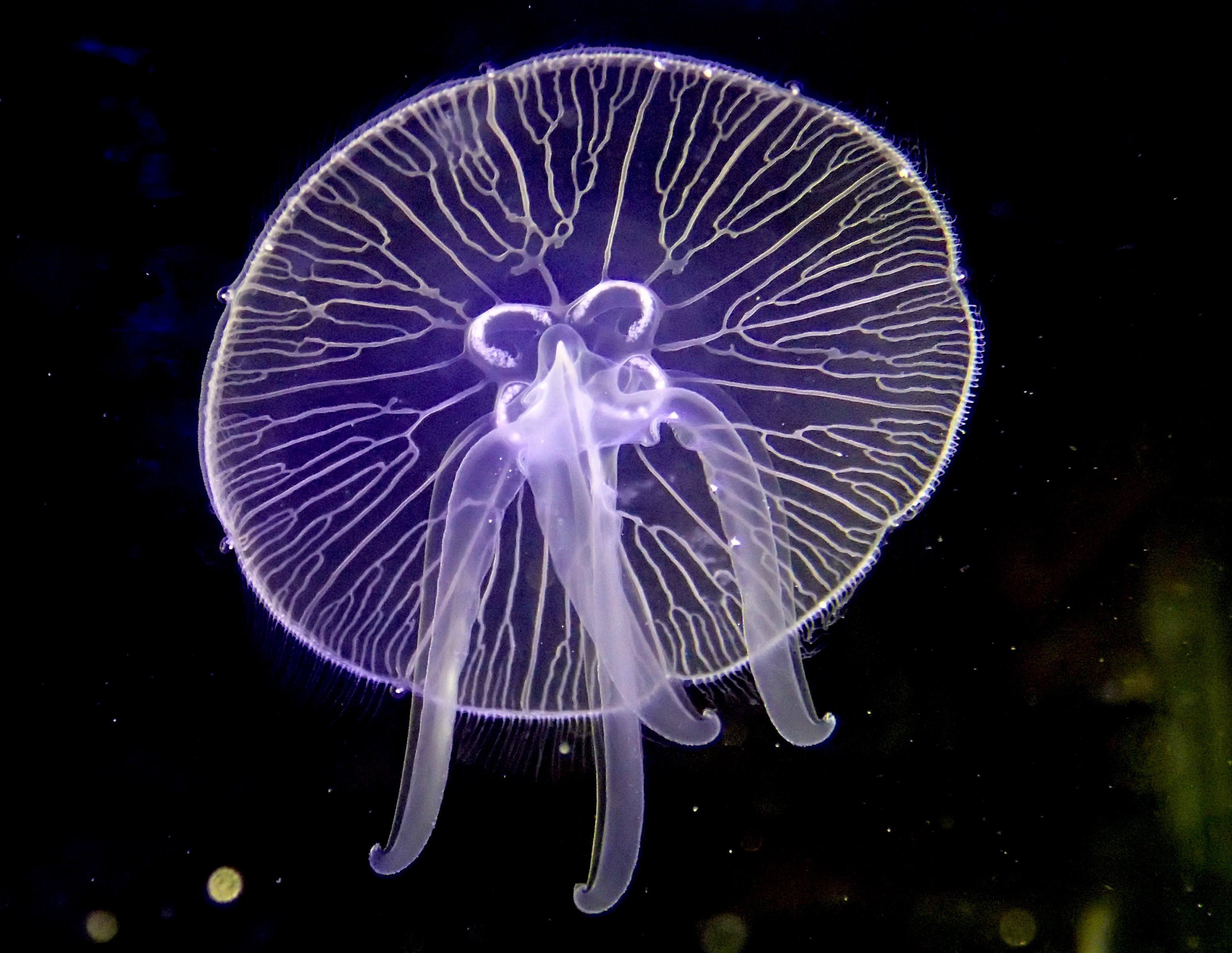 <p>Moon jelly (<em>Aurelia</em>)</p>