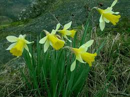 <p><span>Narcissus pseudonarcissus cv. / Daffodil</span></p>