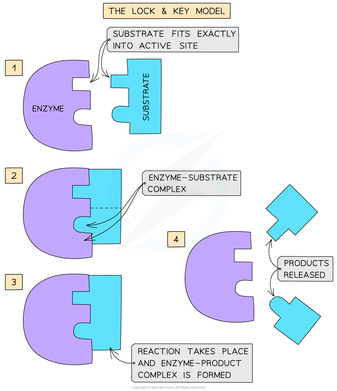 <p>For the enzyme to work, the substrate has to fit into the active site. If the substrate shape doesn’t match the active sites shape and the reaction won’t be catalysed.</p>