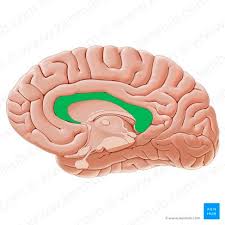 <p>corpus callosum</p>