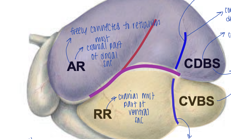 <p>does this picture show the parietal or visceral surface of the rumen?</p>