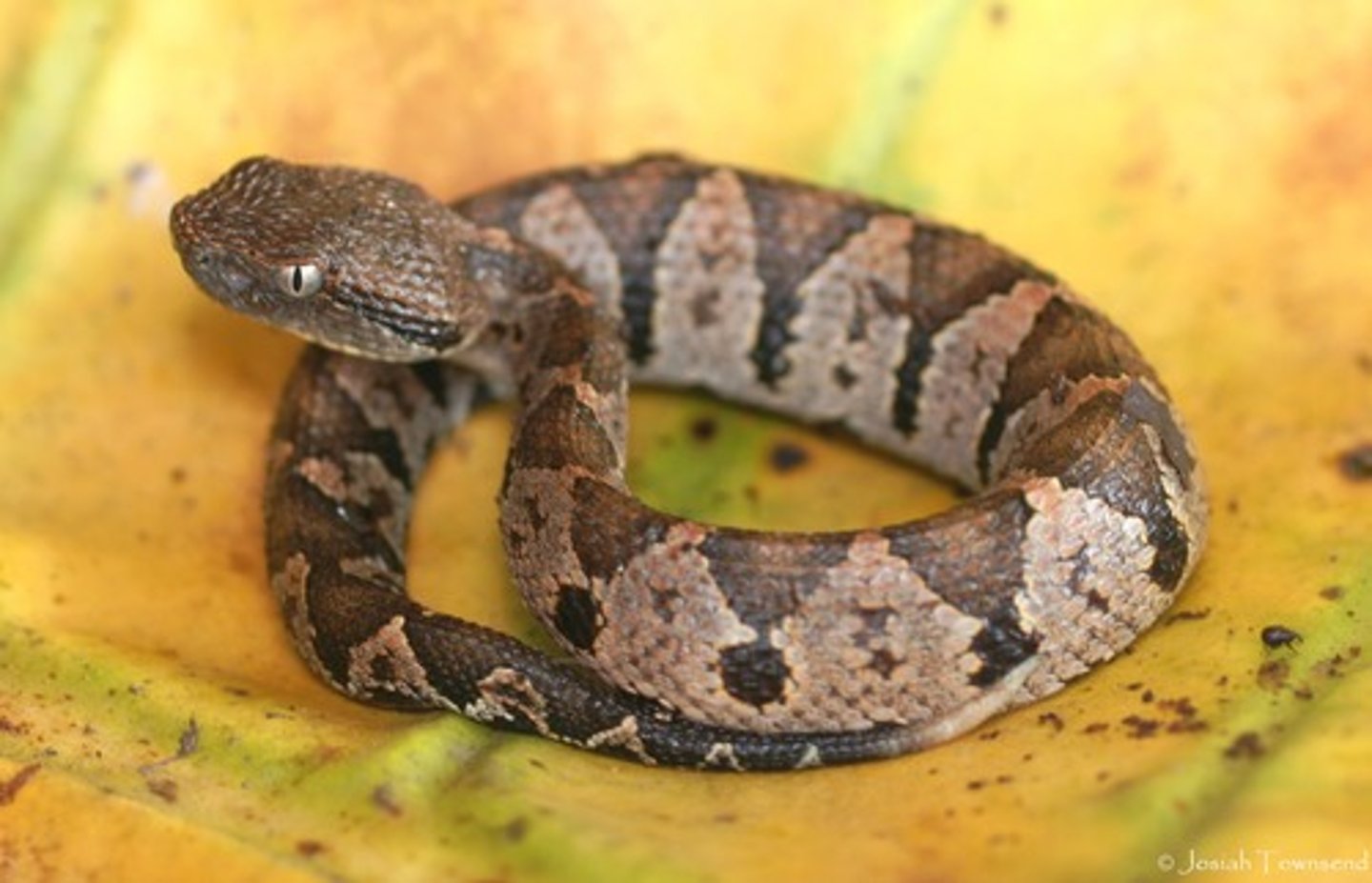 <p>poisonous snake</p>