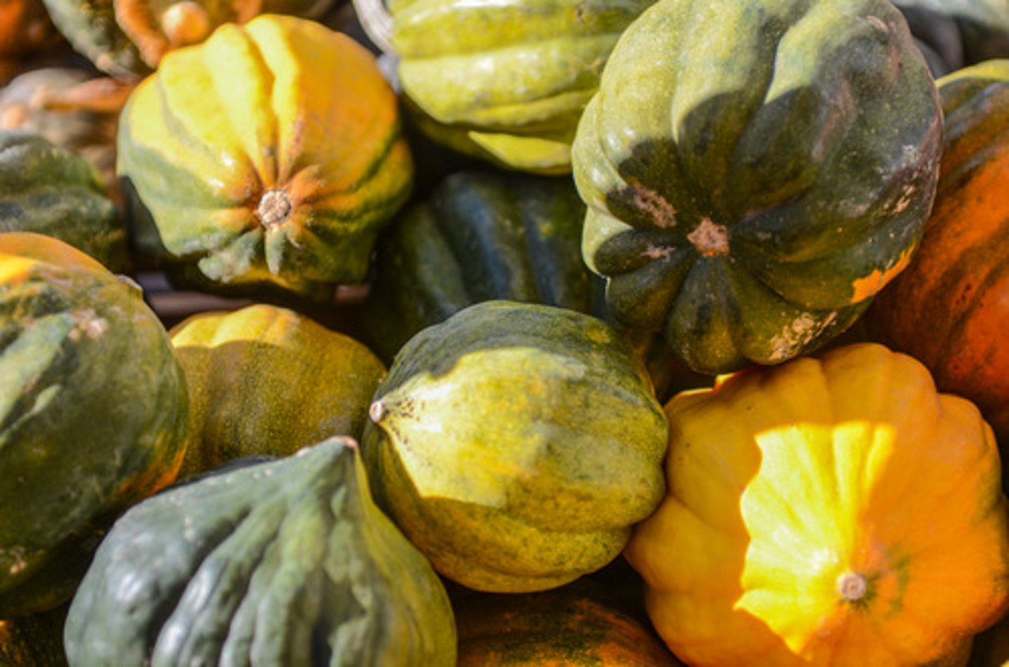 <p>(specialized berry) thick, inseparable exocarp</p><p>EX: squash, cucumber</p>
