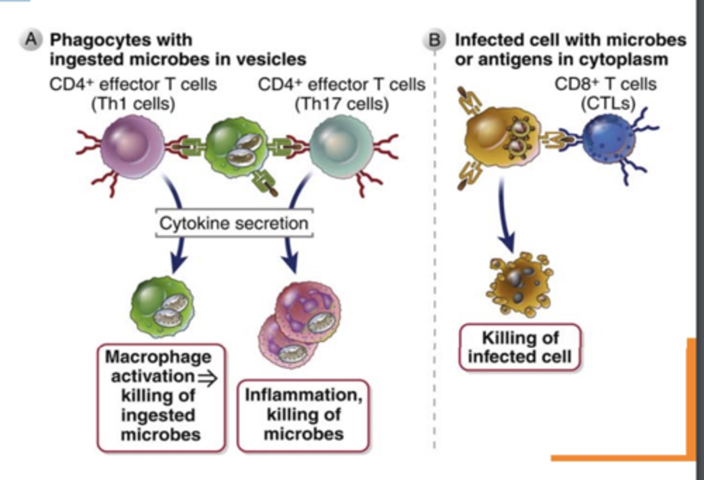 <p><strong>macrophages</strong> to kill phagocytosed microbes</p>