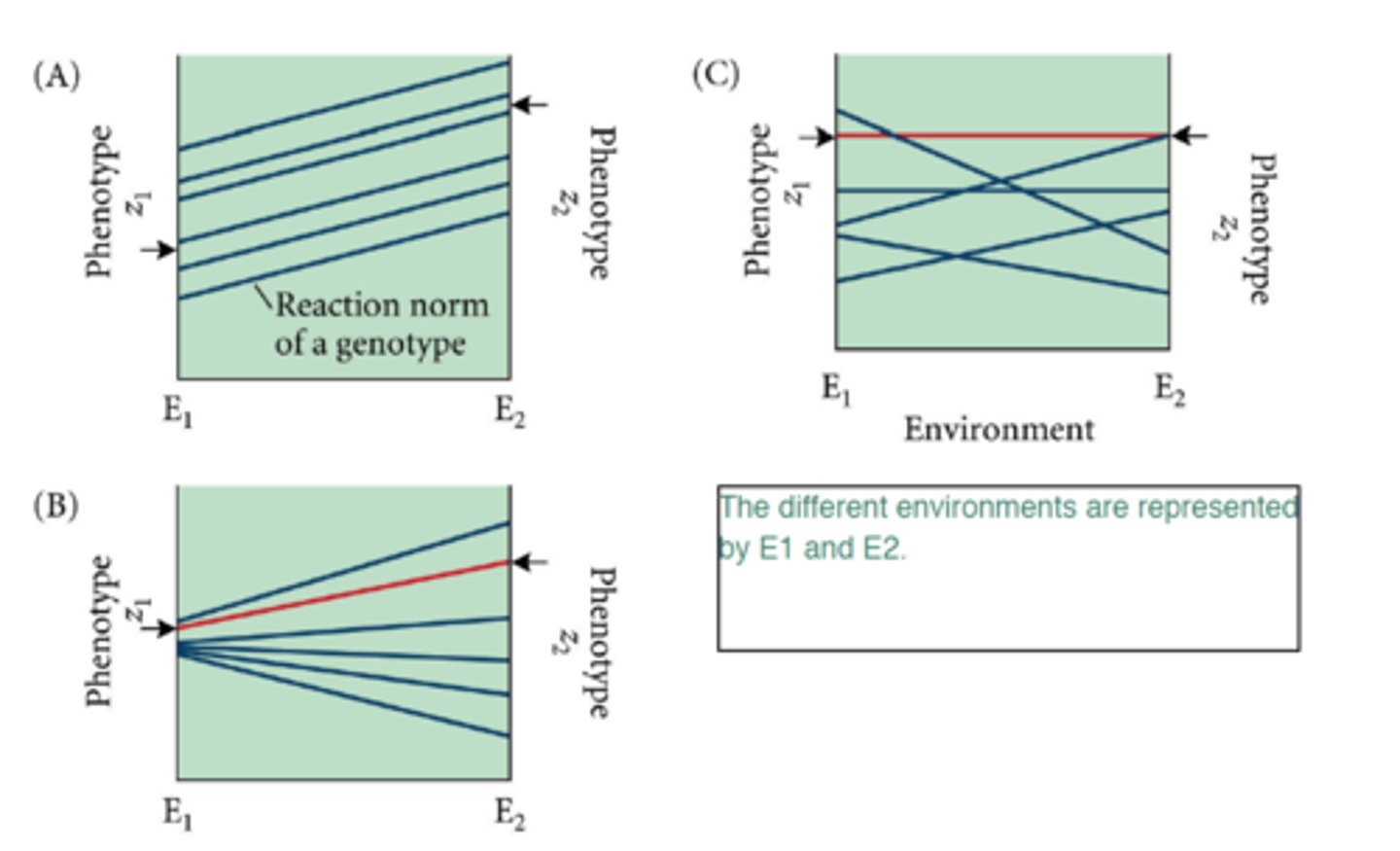 <p>show a genotype's change in phenotype across a range of environments</p>