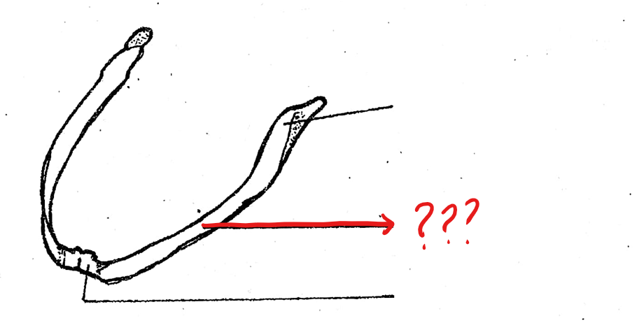 <p>located on the lower jaw/mandible of the visceral apparatus; the thin portion which lies on the lateral surface of the middle part of the lower jaw</p>