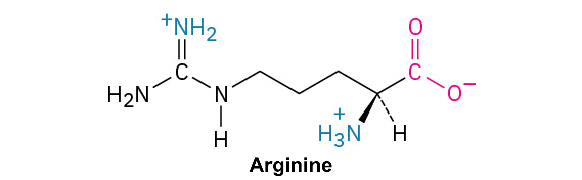 <p>This amino acid <span>contains a guanidinium group, making it highly basic and often involved in protein binding.</span></p>