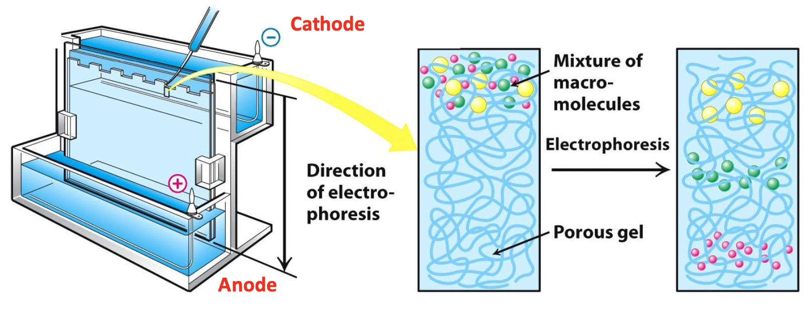 <p>Sample is loaded into wells at the top of the plate. Electrical voltage causes -ve proteins to migrate towards +ve electrode</p><p>✧ The size of protein relative to size of the pores in gel determines mobility</p><p>✧ Smaller proteins migrate farther into the gel</p>