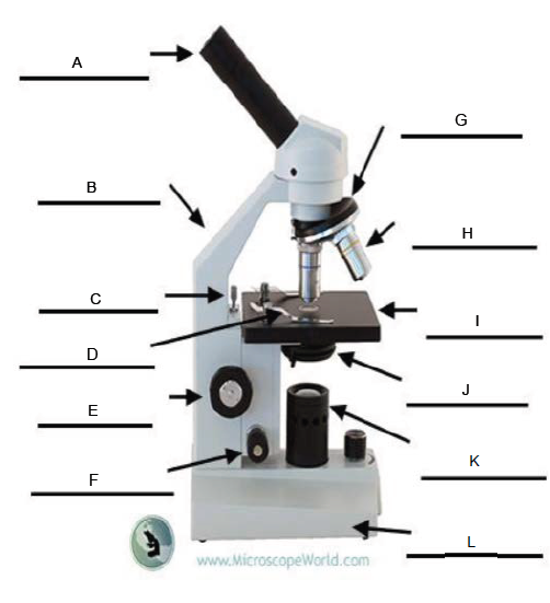 <p>C.</p>