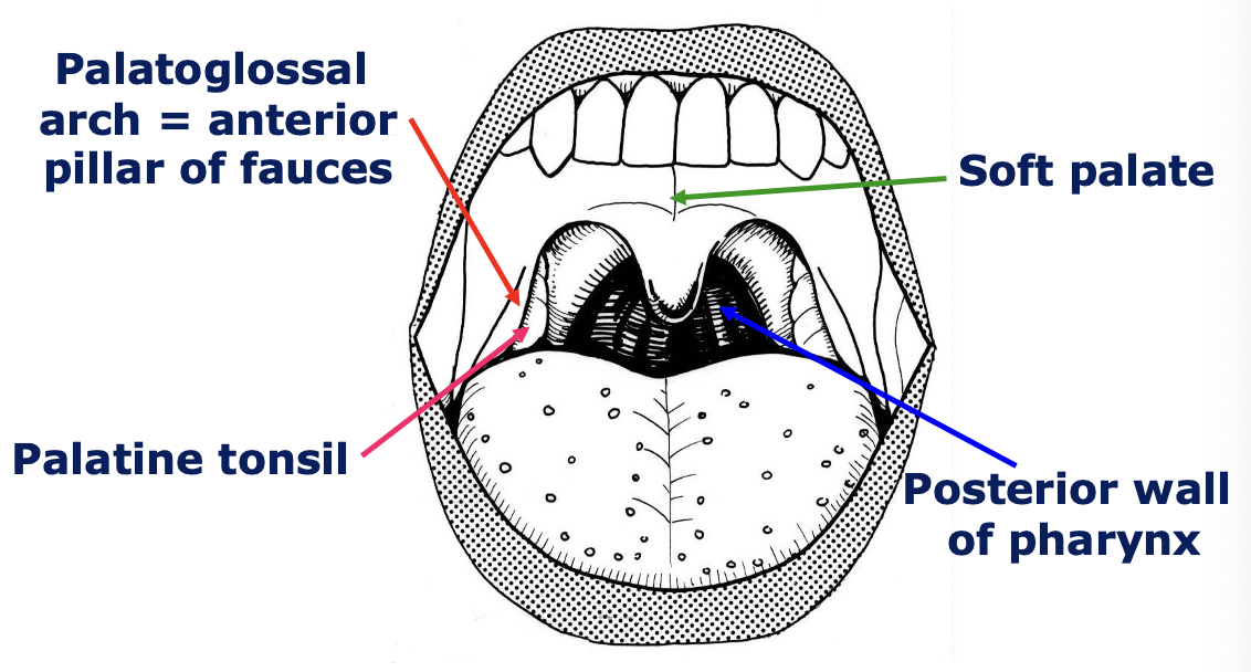 <p>what are the trigger points and reflexes during the oral phase of swallowing</p>