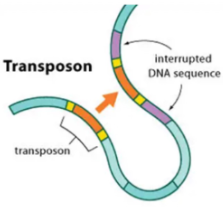 <ul><li><p><span style="background-color: transparent; font-family: &quot;Helvetica Neue&quot;, sans-serif;">Mobile elements (jumping genes, mobile DNA, selfish DNA) create insertional mutations in host chromosomes</span></p></li><li><p><span style="background-color: transparent; font-family: &quot;Helvetica Neue&quot;, sans-serif;">Intracellular parasites that insert into genes and cause mutations</span></p></li><li><p><span style="background-color: transparent; font-family: &quot;Helvetica Neue&quot;, sans-serif;">Include: Transposon, retroelements, retroviruses (e.g. HIV), interspersed elements</span></p></li><li><p><span style="background-color: transparent; font-family: &quot;Helvetica Neue&quot;, sans-serif;">Can exist in dozens to millions of copies in higher organisms</span></p></li></ul><p></p>