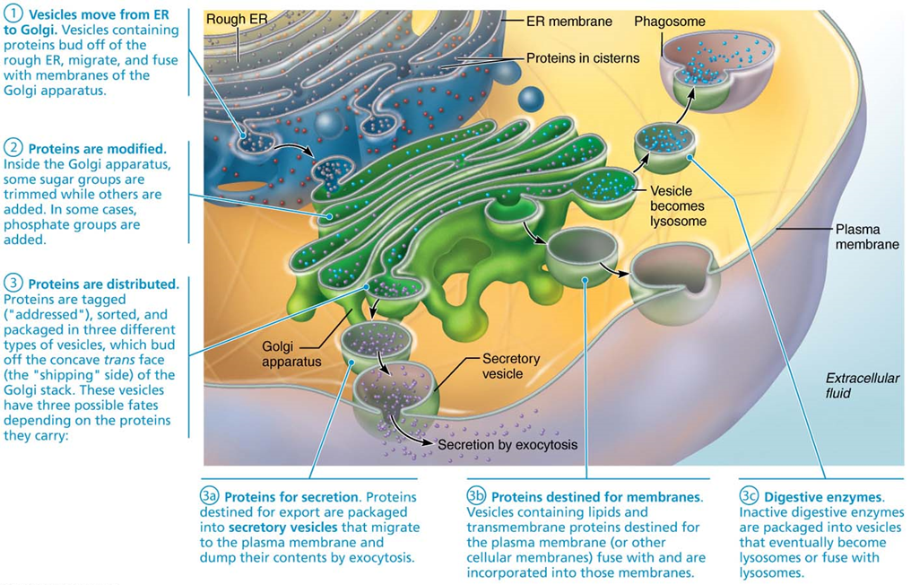 <p><span>Secretory vesicles containing proteins to be used outside of cell fuse with plasma membrane and exocytosis contents</span></p>