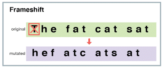 <ul><li><p>caused by insertion/deletion that’s <strong>not</strong> factor of 3 nucleotides</p></li><li><p>entire “reading frame'“ (codon) altered </p></li></ul><p></p>