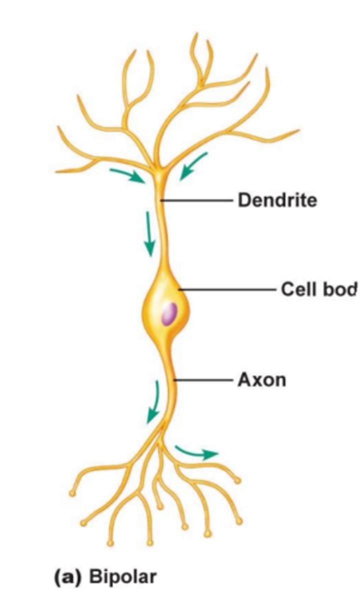 <p>- two processes attached to the cell body: one single dendrite and one single axon</p><p>- found only in the eye, ear, and olfactory mucosa</p>