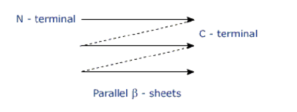 <p>Pleated sheet like an accordion; H-bonding of carbonyl and amino groups on adjacent polypeptide chains</p><p>Can be parallel or anti-parallel!</p>