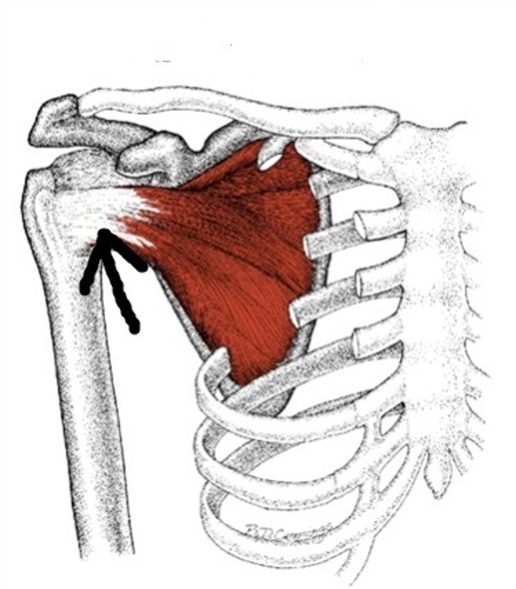 <p>A muscle that medially rotates the arm.</p>
