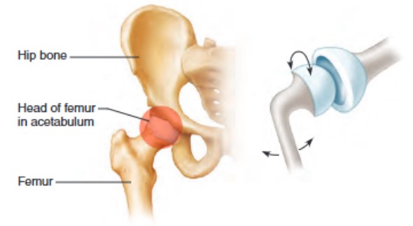 <ul><li><p>movement in all planes + rotation</p><ul><li><p>also known as spheroidal joint, consists of a bone with a egg-shaped end that articulates with cup-shaped cavity of another bone</p></li><li><p>movement in all planes — multiaxial + rotational movement around a central axis</p></li><li><p>shoulder and hips are examples of these joints</p></li></ul></li></ul><p></p>