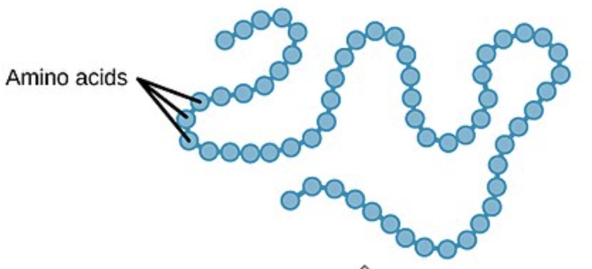 <ul><li><p>linear chain of amino acids in SPECIFIC SEQUENCE</p></li></ul><p></p>