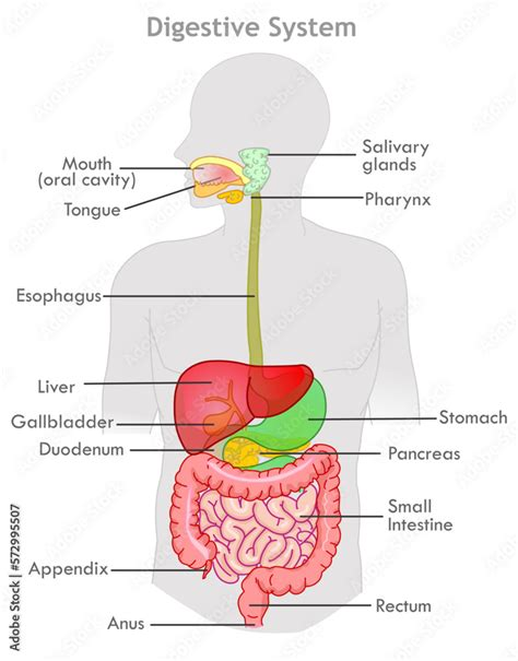 <p>The main functions are the processing of food and adsorption of organic nutrients, minerals, vitamins and water. The digestive system includes mouth, <mark data-color="yellow" style="background-color: yellow; color: inherit">pharynx, oesophagus,</mark> stomach, intestines, liver and <mark data-color="yellow" style="background-color: yellow; color: inherit">gallbladder</mark></p>