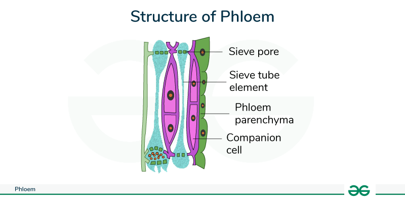 <p>Phloem</p>