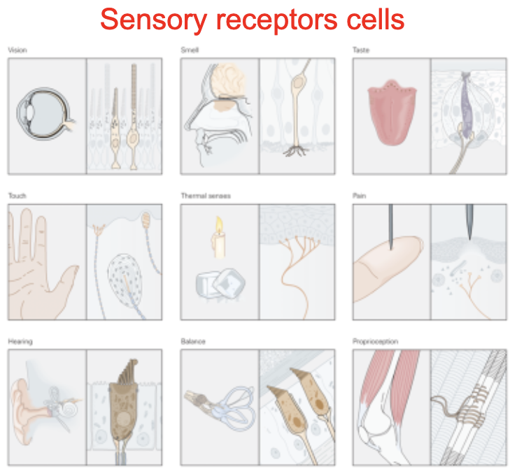 <p>Sensory Receptor Functions</p>